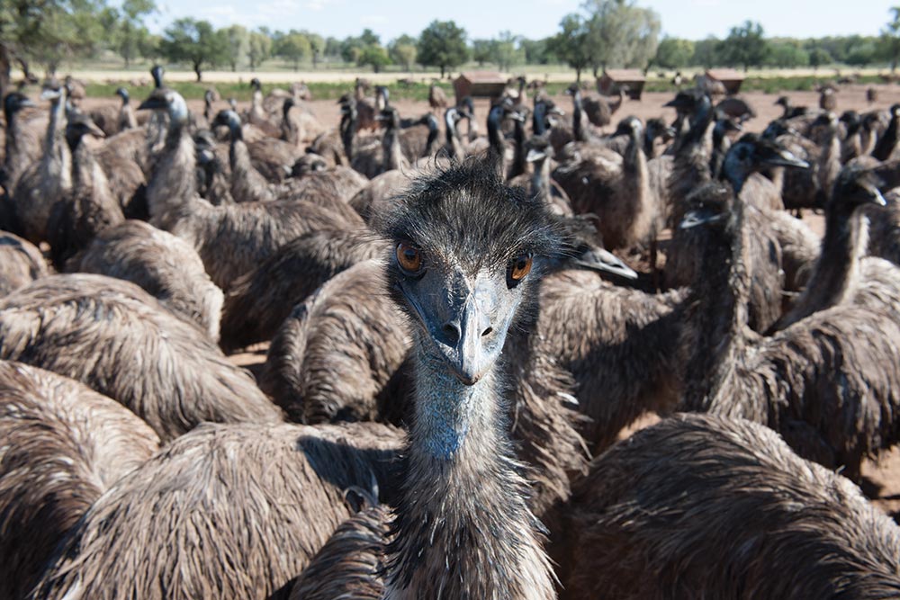  Example of a grown up emu, weighing approximately 55 kg
